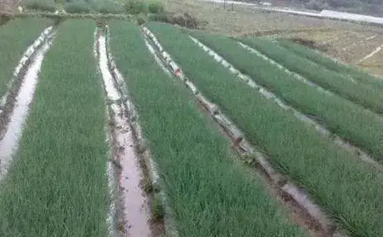 小香葱的种植时间及方法