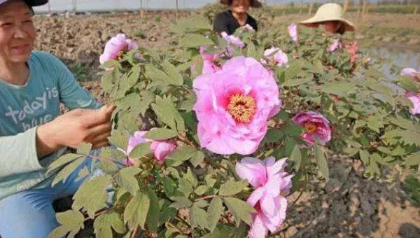 牡丹花如何种植  牡丹花养殖方法与注意事项