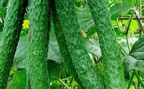 旱黄瓜种植技术