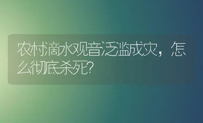 农村滴水观音泛滥成灾，怎么彻底杀死？ | 植物问答