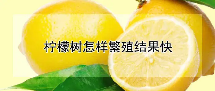 柠檬树怎样繁殖结果快