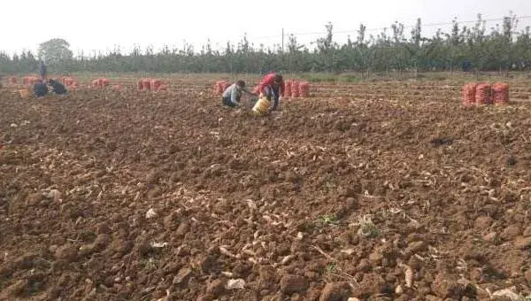 地黄怎样种植与管理？5点轻松掌握地黄种植技术