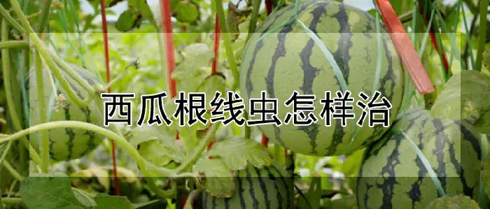 西瓜根线虫怎样治