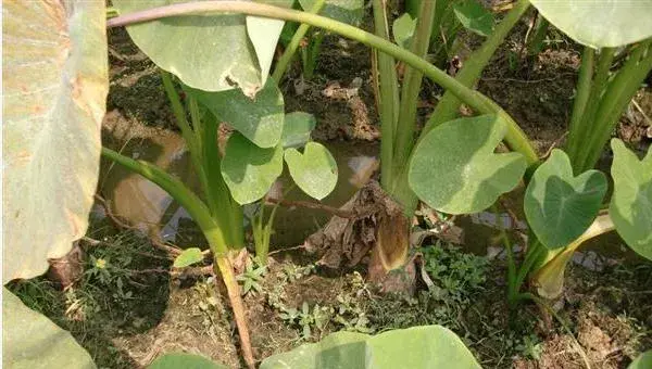 荔浦芋头的种植方法与时间，终霜后播种