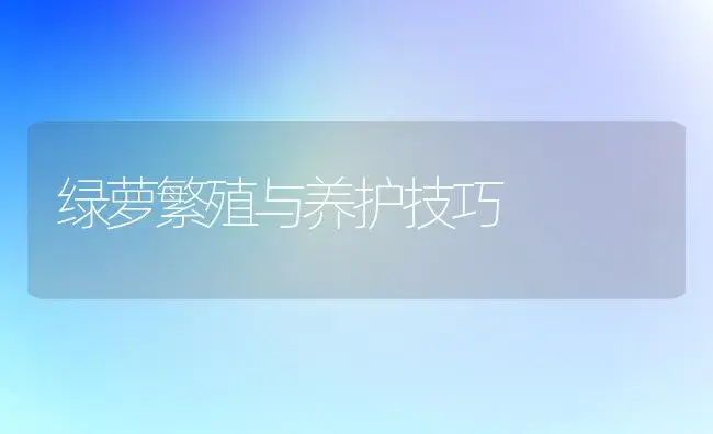 绿萝繁殖与养护技巧 | 植物知识