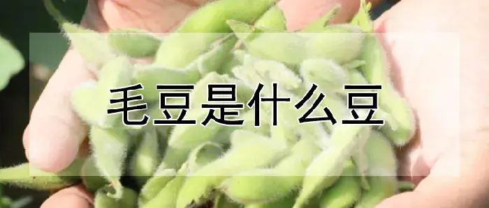 毛豆是什么豆