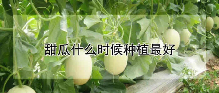 甜瓜什么时候种植最好