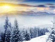 雪松树干径流的方向