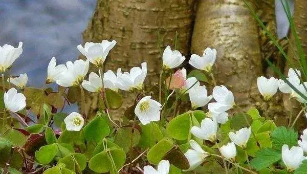 银莲花怎么种 银莲花种植方法与注意事项