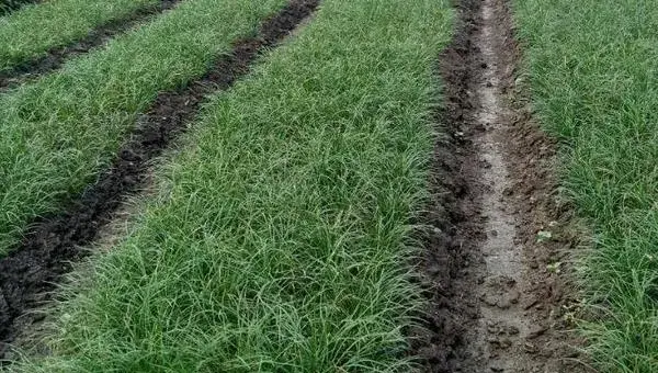 麦冬种植时间 麦冬生长周期