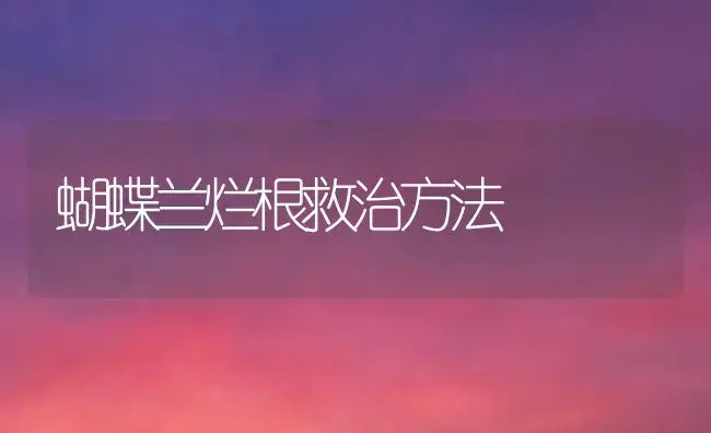 蝴蝶兰烂根救治方法 | 植物科普