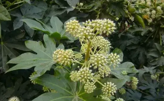 虎刺梅和金刚纂的区别，通过枝干、叶片、花朵进行区分