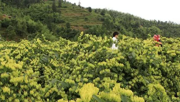 金银花怎么种植 金银花种植技术