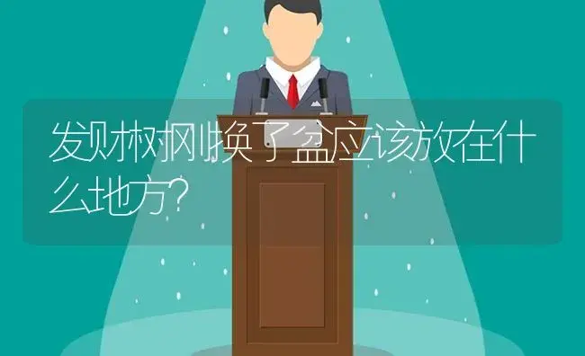 发财树刚换了盆应该放在什么地方？ | 植物问答