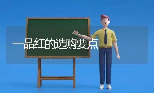 一品红的选购要点 | 植物科普