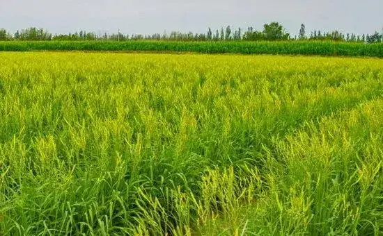 黄花菜什么时候种植，种植技术介绍