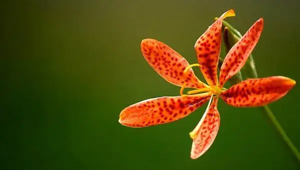 射干种植技术 射干种植前景及效益