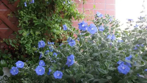 蓝星花怎么种 蓝星花种植方法与注意事项