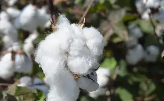 棉花一般什么时候种植比较好？棉花播种的注意事项