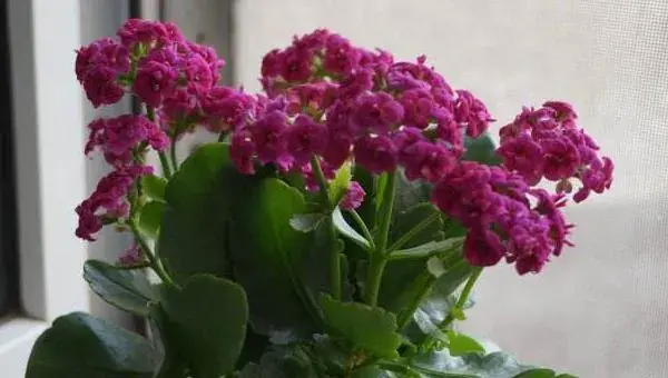石竹花怎么养 石竹花养殖方法与注意事项