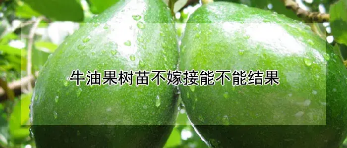 牛油果树苗不嫁接能不能结果