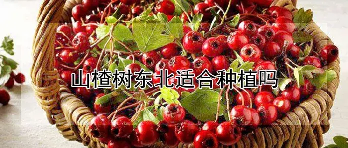 山楂树东北适合种植吗