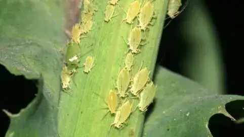 甲拌磷作用特点
