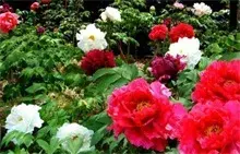 牡丹花怎样嫁接