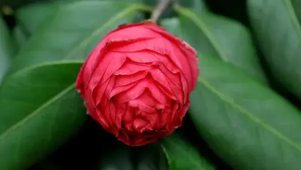 茶花有花蕾苞但是不开花的原因及解决方法 茶花品种如何选择