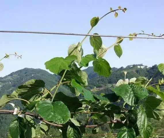 早春倒春寒后猕猴桃如何管理？