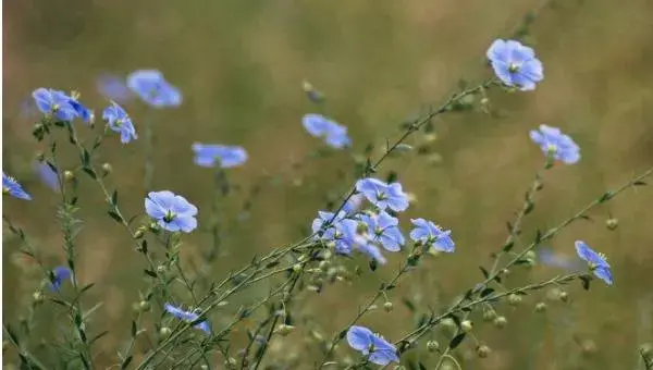 蓝亚麻怎么种 蓝亚麻种植方法与注意事项