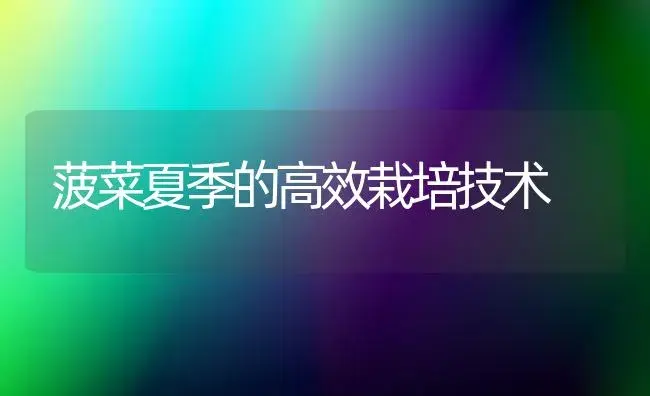 菠菜夏季的高效栽培技术 | 植物科普