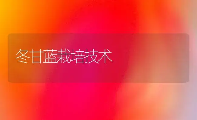 冬甘蓝栽培技术 | 植物科普