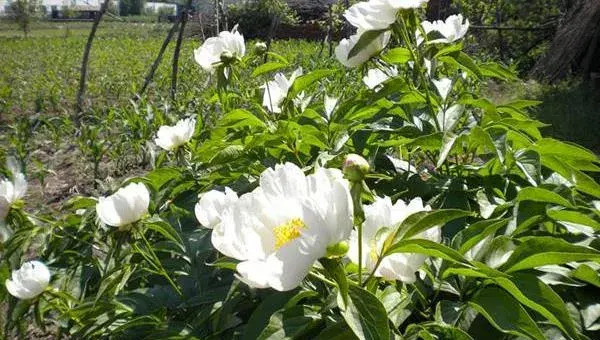 种白芍栽培采收技巧