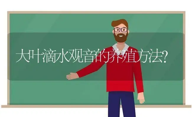 大叶滴水观音的养殖方法？ | 植物问答