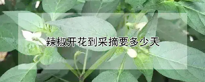 辣椒开花到采摘要多少天