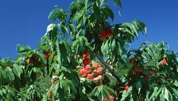 桃树科学种植技术