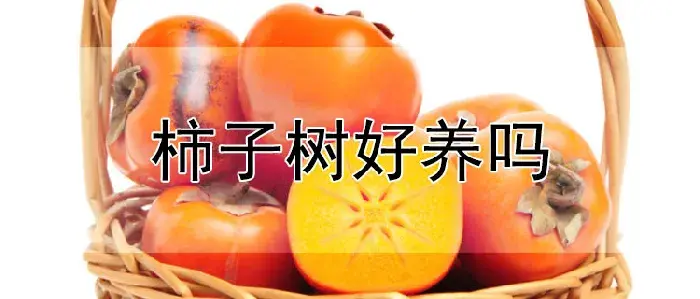 柿子树好养吗