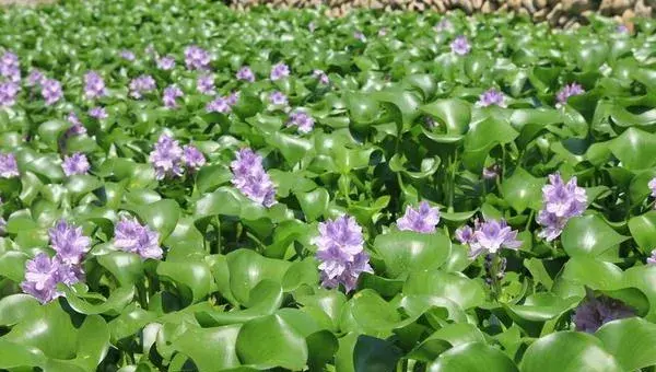 水葫芦如何放养管理