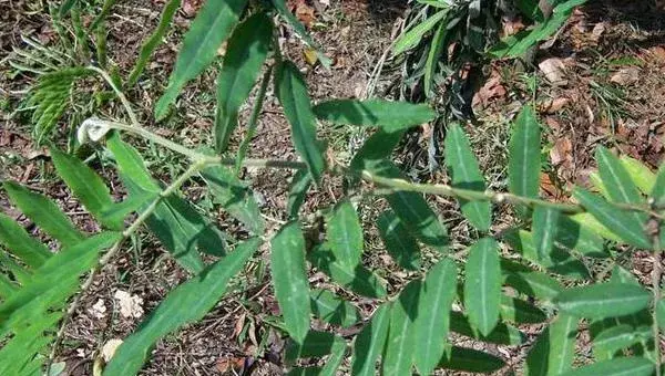 山毛豆种植技术