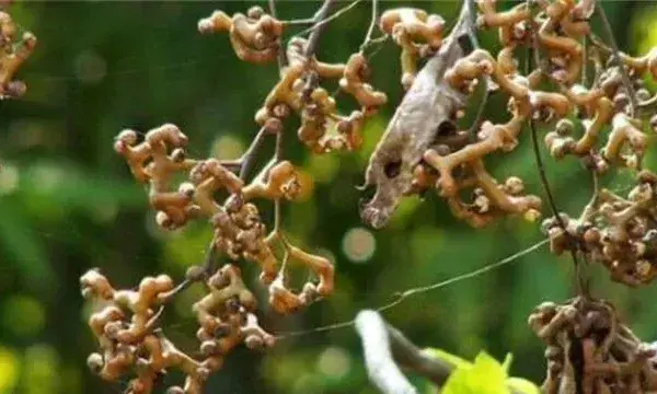 拐枣种植高产技巧