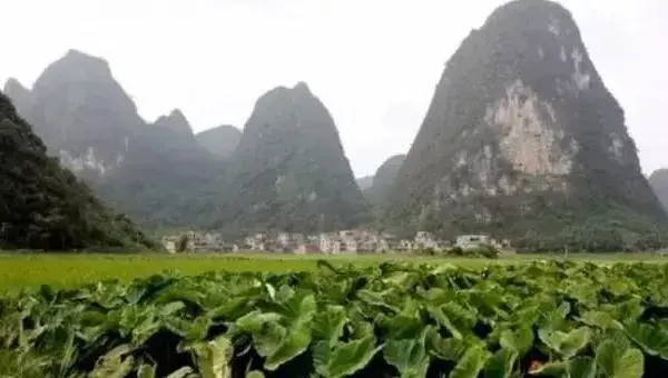 荔浦芋头的种植方法与时间，终霜后播种