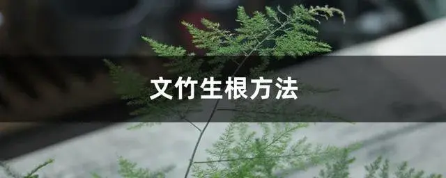 文竹提根最简单方法？