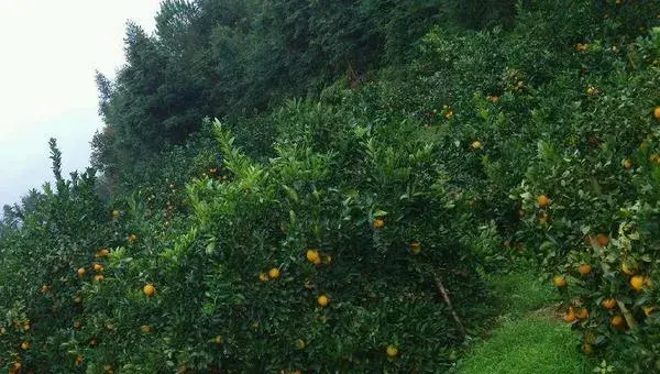 赣南脐橙种植技术