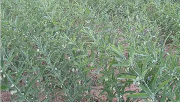 黄精种植条件与日常管理注意事项