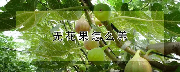 无花果怎么养