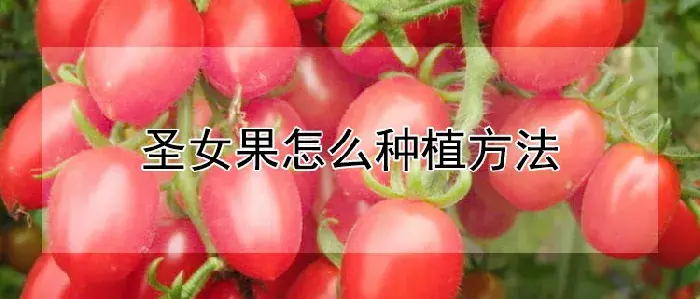 圣女果怎么种植方法