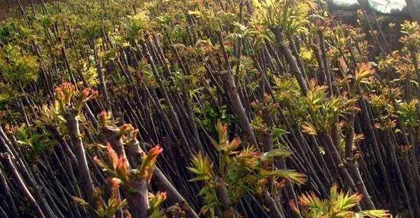 香椿种植技术