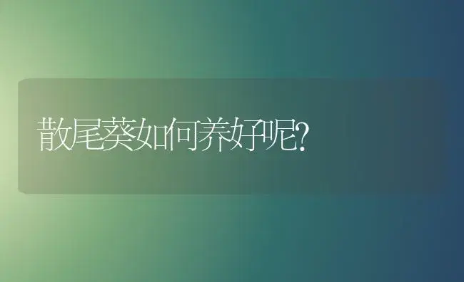 散尾葵如何养好呢？ | 植物问答