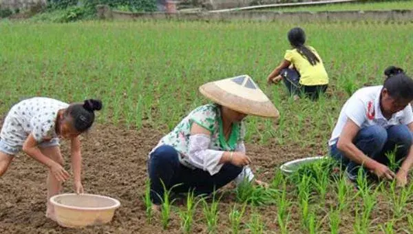 旱稻种植时间和方法，春播4至5月，夏播6月中旬